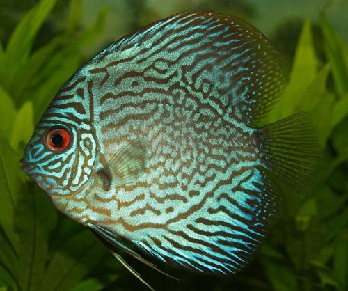 Acclimatation des discus L'acclimatation des discus et des poissons eau douce