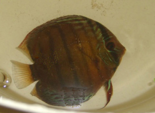 acclimatation discus2L - Acclimatation des discus - La méthode du "goutte à goutte" qui consiste à relier un petit tuyau entre l’aquarium de destination et un récipient ou une bassine propre placée en contrebas. acclimatation discus2L - Acclimatation des discus - La méthode du "goutte à goutte" qui consiste à relier un petit tuyau entre l’aquarium de destination et un récipient ou une bassine propre placée en contrebas.