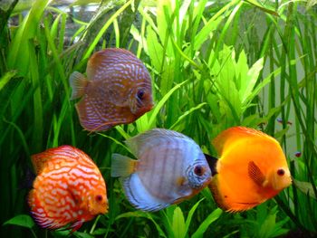 A propos A propos information sur les poissons
