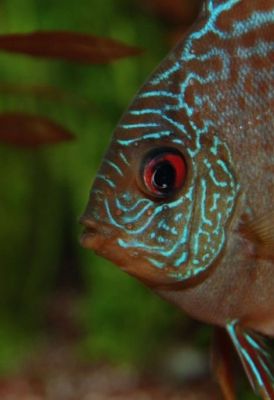 maladies discus maladies discus