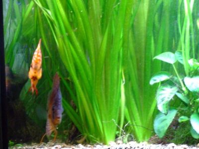 Rôle esthétique et biologique des plantes aquatiques. Rôle esthétique et biologique des plantes aquatiques.