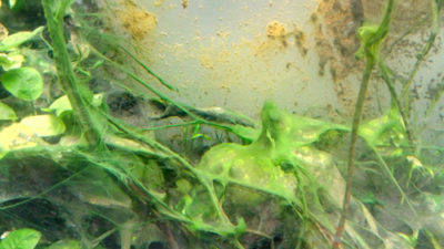 probleme algues aquariums probleme algues aquariums