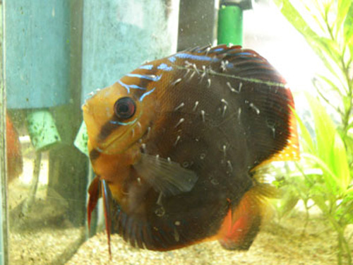 Comment interpréter le comportement de nos poissons comportement des discus