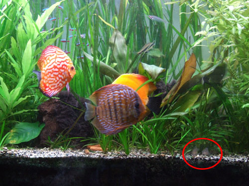 Le corydoras est un poisson de fond, attrayant et fouineur les corydoras