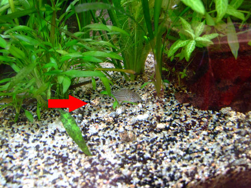 Le corydoras est un poisson de fond, attrayant et fouineur les corydoras julii