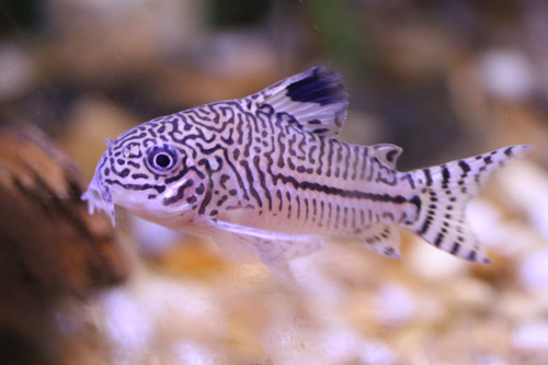 Le corydoras est un poisson de fond, attrayant et fouineur Le corydoras Julii