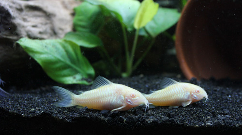 Le corydoras est un poisson de fond, attrayant et fouineur Le substrat et le sol pour les corydoras