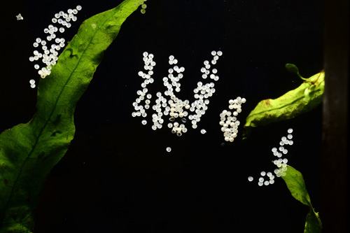 Le corydoras est un poisson de fond, attrayant et fouineur Des oeufs de corydoras