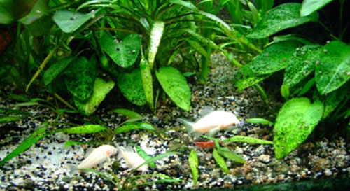 Le corydoras est un poisson de fond, attrayant et fouineur Les poissons corydoras et crevettes d'eau douce