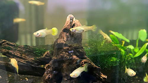 Le Guppy : un petit poisson aux grands atouts Un banc de guppy Golden dans un aquarium specifique